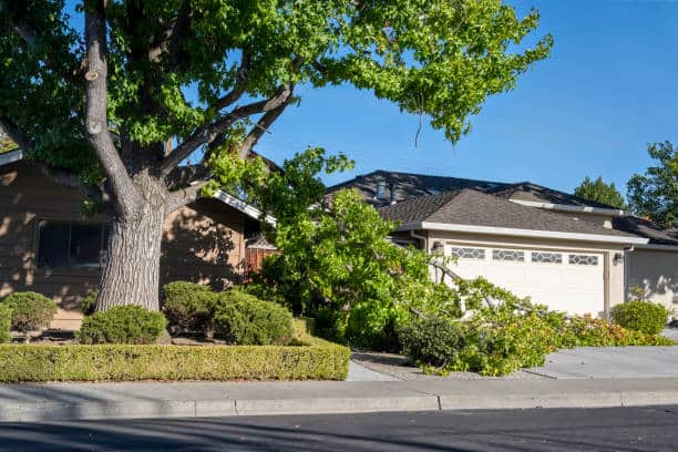 Emergency tree removal