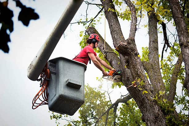 Tree health care